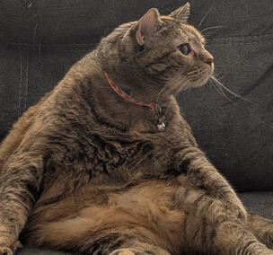 Maisie